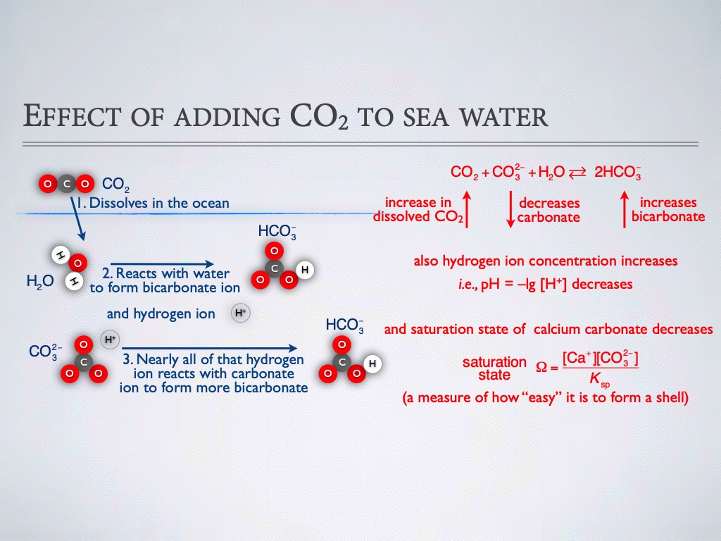 introduction-to-co2-chemistry-in-sea-water-003