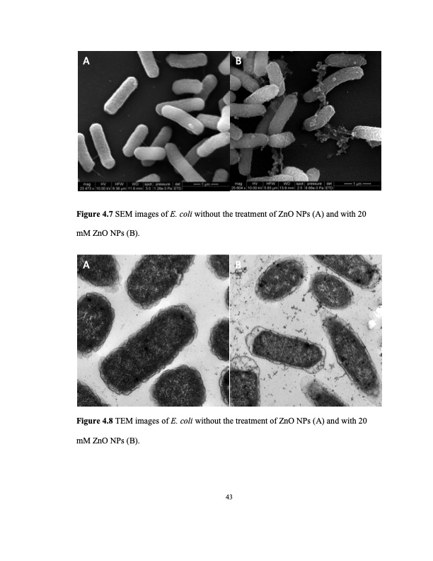 zinc-oxide-and-silver-nanoparticles-on-intestinal-bacteria-054