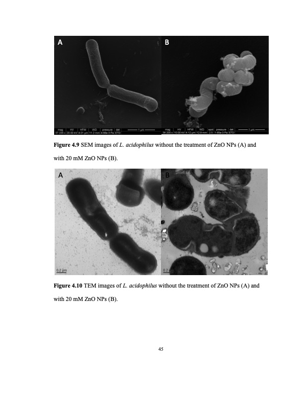 zinc-oxide-and-silver-nanoparticles-on-intestinal-bacteria-056