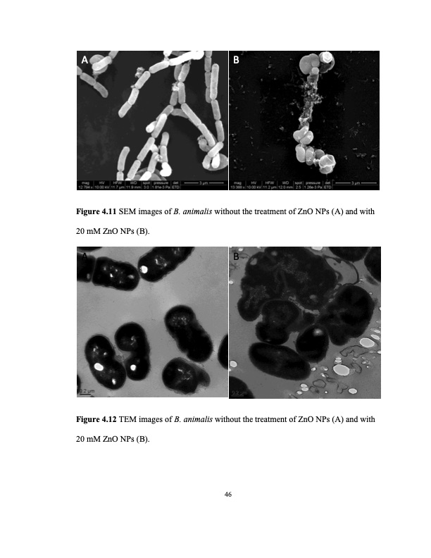 zinc-oxide-and-silver-nanoparticles-on-intestinal-bacteria-057