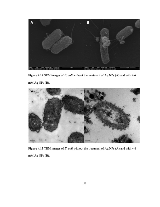 zinc-oxide-and-silver-nanoparticles-on-intestinal-bacteria-061