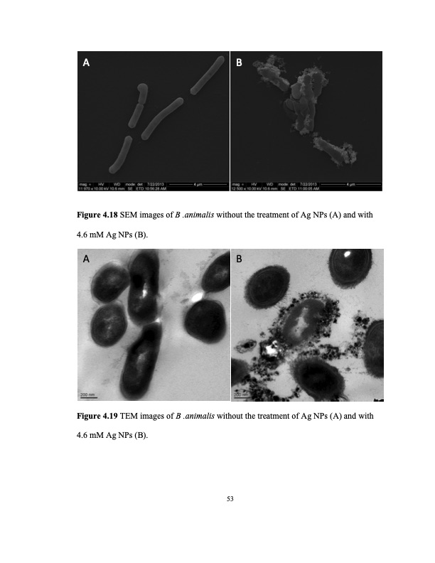 zinc-oxide-and-silver-nanoparticles-on-intestinal-bacteria-064